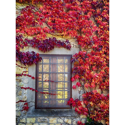 Italy-Chianti Colorful ivy surrounding the window of a stone Tuscan home in the autumn Black Modern Wood Framed Art Print by Eggers, Julie