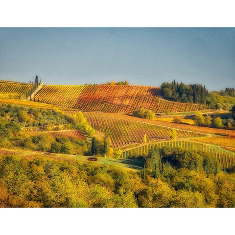 Italy-Chianti Vineyard in autumn in the Chianti region of Tuscany White Modern Wood Framed Art Print by Eggers, Julie