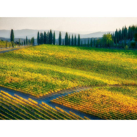 Italy-Chianti Vineyard in autumn in the Chianti region of Tuscany White Modern Wood Framed Art Print by Eggers, Julie