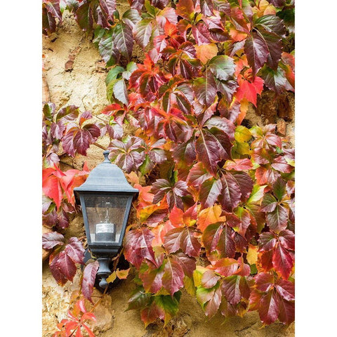Italy-Chianti Climbing vine in fall colors and exterior lamp against a stone wall White Modern Wood Framed Art Print by Eggers, Julie
