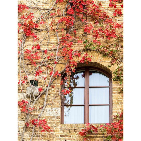 Italy-Chianti Red climbing ivy vine on a stone wall Black Modern Wood Framed Art Print by Eggers, Julie
