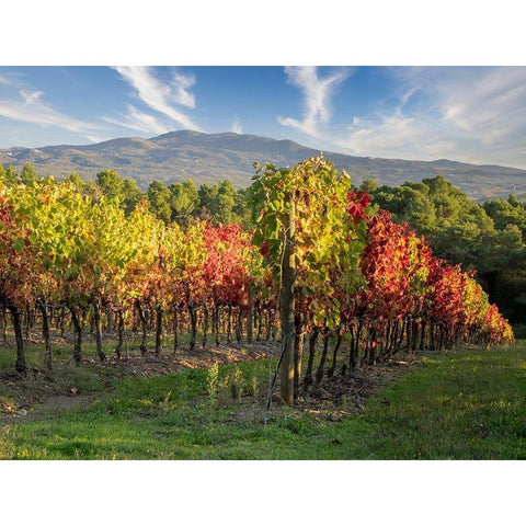 Italy-Chianti Vineyard in autumn in the Chianti region of Tuscany Black Modern Wood Framed Art Print by Eggers, Julie