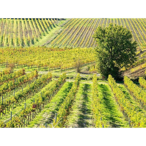Italy-Chianti Vineyard in autumn in the Chianti region of Tuscany Black Modern Wood Framed Art Print with Double Matting by Eggers, Julie