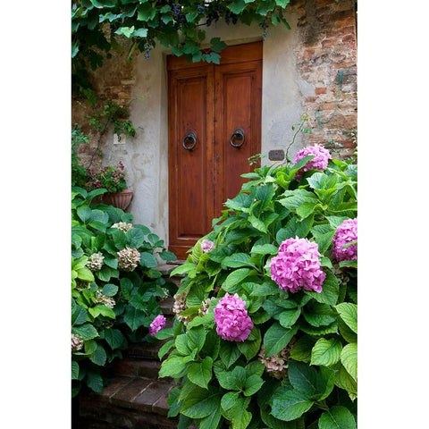 Italy-Tuscany-Pienza Hydrangeas at the entrance of a home in the streets of Pienza White Modern Wood Framed Art Print by Eggers, Julie