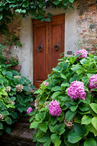 Italy-Tuscany-Pienza Hydrangeas at the entrance of a home in the streets of Pienza Black Ornate Wood Framed Art Print with Double Matting by Eggers, Julie