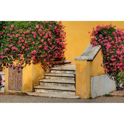 Italy-Tuscany Stairs covered in flowers Black Modern Wood Framed Art Print by Eggers, Julie