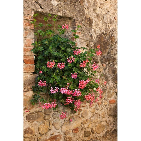 Italy-Tuscany Pink ivy geraniums blooming in a window in Tuscany Black Modern Wood Framed Art Print by Eggers, Julie