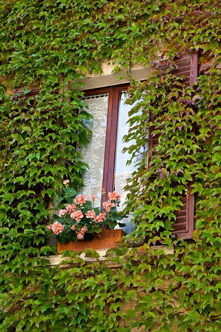 Italy-Tuscany-Montepulciano Window surrounded by ivy with pot of geraniums in hill town Black Ornate Wood Framed Art Print with Double Matting by Eggers, Julie
