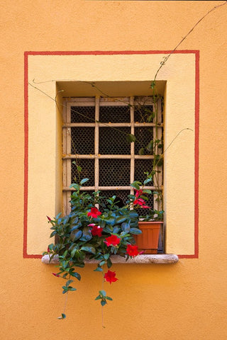 Italy-Tuscany-Montepulciano Potted plant on a windowsill in the hill town of Montepulciano White Modern Wood Framed Art Print with Double Matting by Eggers, Julie