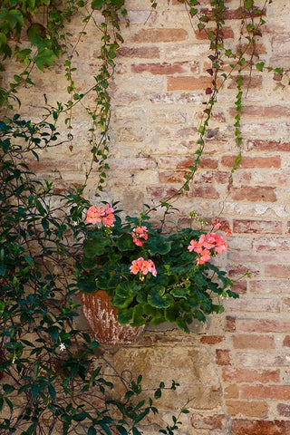 Italy-Tuscany-Montepulciano Geranium growing in a pot against an old brick building White Modern Wood Framed Art Print with Double Matting by Eggers, Julie
