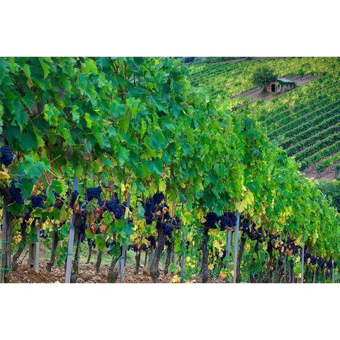 Italy-Tuscany Vineyard with grapes on the vine and small shed in the field Black Modern Wood Framed Art Print with Double Matting by Eggers, Julie