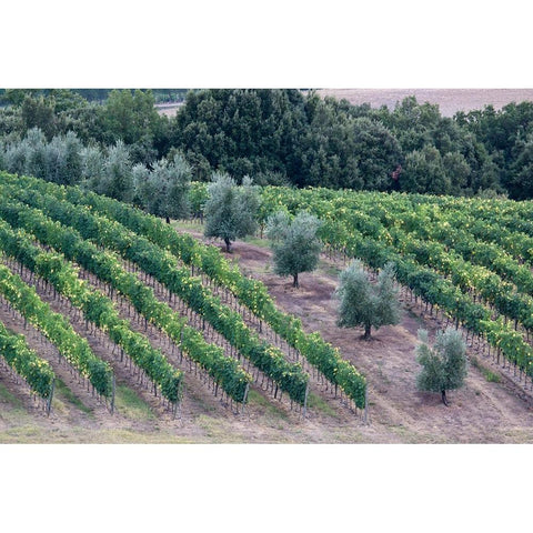 Italy-Tuscany Vineyard and olive trees in the Tuscan landscape Gold Ornate Wood Framed Art Print with Double Matting by Eggers, Julie