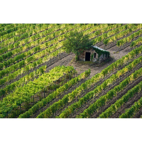 Italy-Tuscany Vineyard with grapes on the vine and small shed in the field Black Modern Wood Framed Art Print by Eggers, Julie