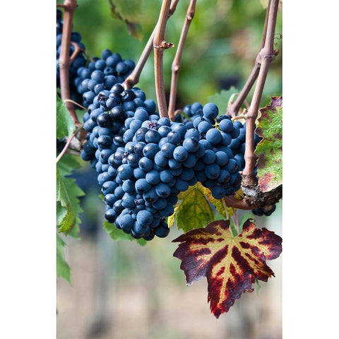 Italy-Tuscany Grapes on the vine in a vineyard in Tuscany Black Modern Wood Framed Art Print by Eggers, Julie