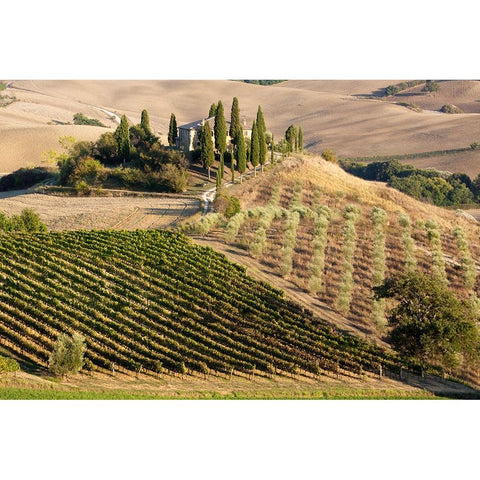 Italy-Tuscany Belvedere House-Olive trees-and vineyards near San Quirico dOrcia Black Modern Wood Framed Art Print by Eggers, Julie