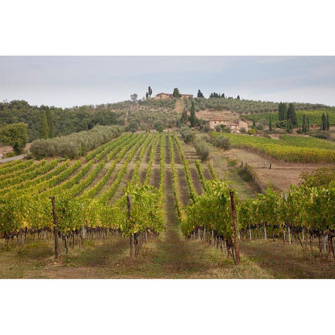 Italy-Tuscany Rows of grape vines in a vineyard in Tuscany Black Modern Wood Framed Art Print with Double Matting by Eggers, Julie