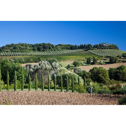 Italy-Tuscany Villa on hillside surrounded with olive trees and vineyard Black Modern Wood Framed Art Print by Eggers, Julie
