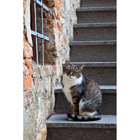 Italy-Tuscany-Vertine Exploring the small hillside town of Vertine in the Chianti region of Tuscany Black Modern Wood Framed Art Print by Eggers, Julie