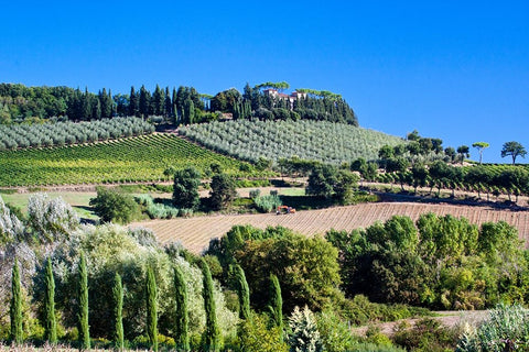 Italy-Tuscany Villa on hillside surrounded with olive trees and vineyard White Modern Wood Framed Art Print with Double Matting by Eggers, Julie
