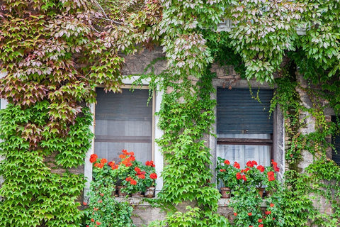 Italy-Venice A pair of windows with red ivy geraniums and ivy climbing the walls White Modern Wood Framed Art Print with Double Matting by Eggers, Julie