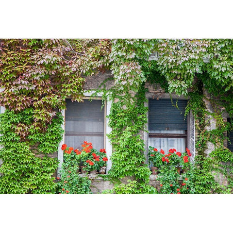Italy-Venice A pair of windows with red ivy geraniums and ivy climbing the walls Gold Ornate Wood Framed Art Print with Double Matting by Eggers, Julie