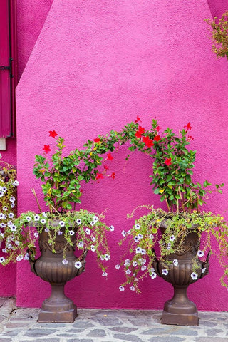 Italy-Venice-Burano Island Urns planted with flowers against a bright pink wall on Burano Island White Modern Wood Framed Art Print with Double Matting by Eggers, Julie