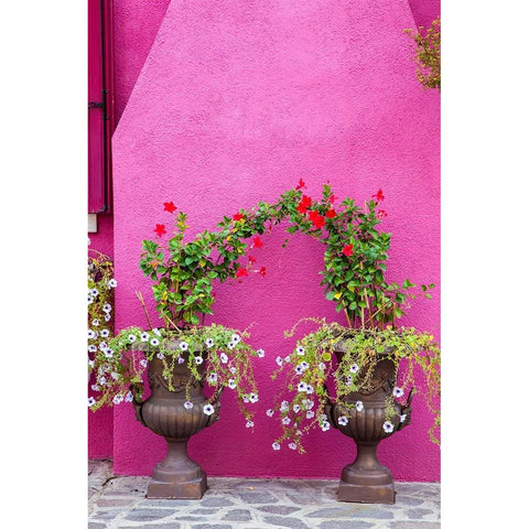 Italy-Venice-Burano Island Urns planted with flowers against a bright pink wall on Burano Island Gold Ornate Wood Framed Art Print with Double Matting by Eggers, Julie