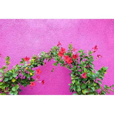 Italy-Venice-Burano Island Vining flowers against a bright pink wall on Burano Island White Modern Wood Framed Art Print by Eggers, Julie