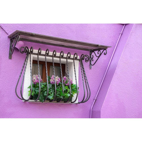 Italy-Venice-Burano Island Potted hydrangeas on a window sill of a lavender house Black Modern Wood Framed Art Print with Double Matting by Eggers, Julie
