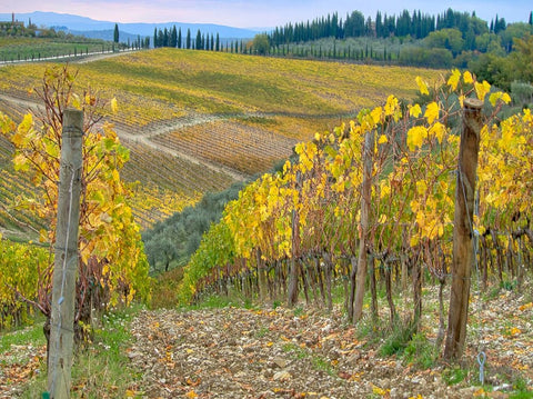 Italy-Tuscany Vineyard near Radda in Chianti in the fall White Modern Wood Framed Art Print with Double Matting by Eggers, Julie