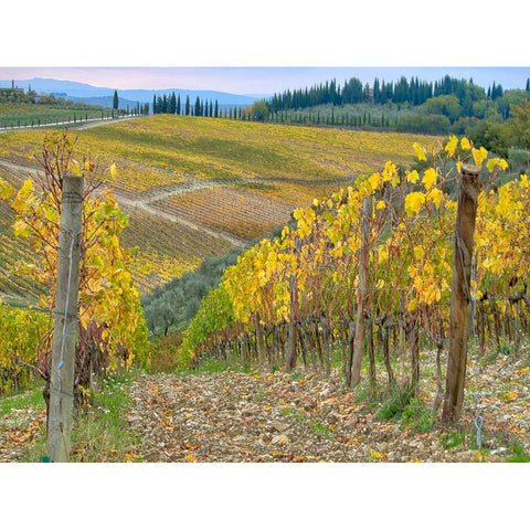 Italy-Tuscany Vineyard near Radda in Chianti in the fall Black Modern Wood Framed Art Print by Eggers, Julie