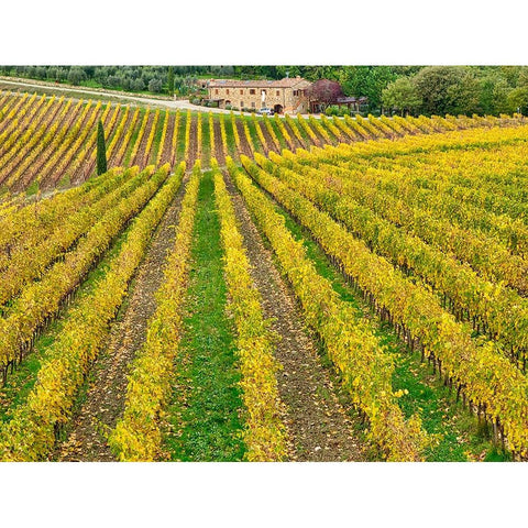 Italy-Tuscany Colorful vineyard in autumn Black Modern Wood Framed Art Print with Double Matting by Eggers, Julie