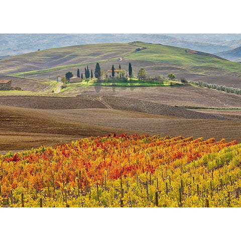 Italy-Tuscany Colorful vineyard in autumn Black Modern Wood Framed Art Print by Eggers, Julie