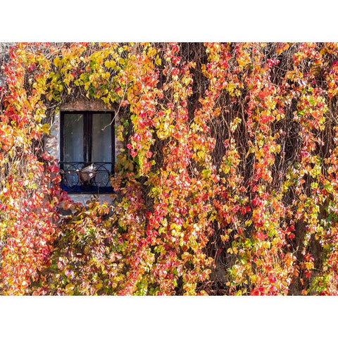 Italy-Tuscany-Pienza Ivy covered wall along the streets Gold Ornate Wood Framed Art Print with Double Matting by Eggers, Julie