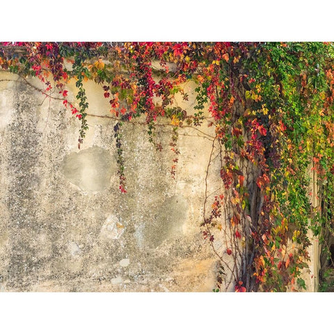 Italy-Tuscany-Monticchiello Red ivy covering the walls of the buildings Black Modern Wood Framed Art Print by Eggers, Julie