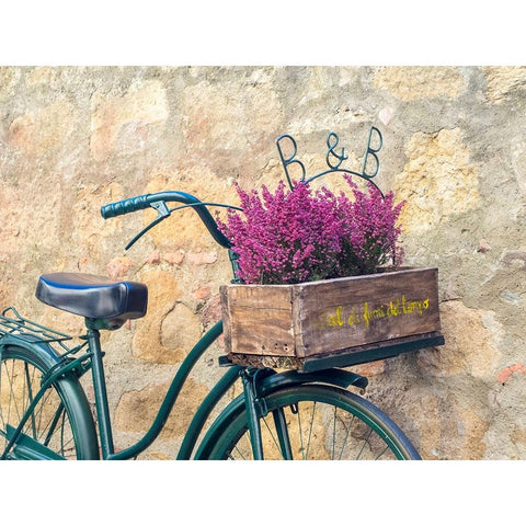 Italy-Tuscany-Monticchiello Bicycle with bright pink heather in the basket Black Modern Wood Framed Art Print with Double Matting by Eggers, Julie