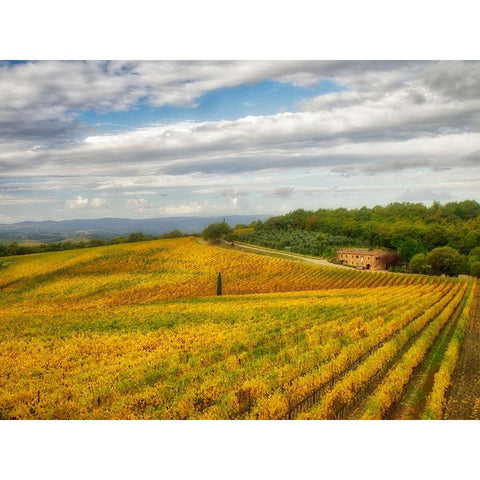Italy-Tuscany Colorful vineyard in autumn Gold Ornate Wood Framed Art Print with Double Matting by Eggers, Julie