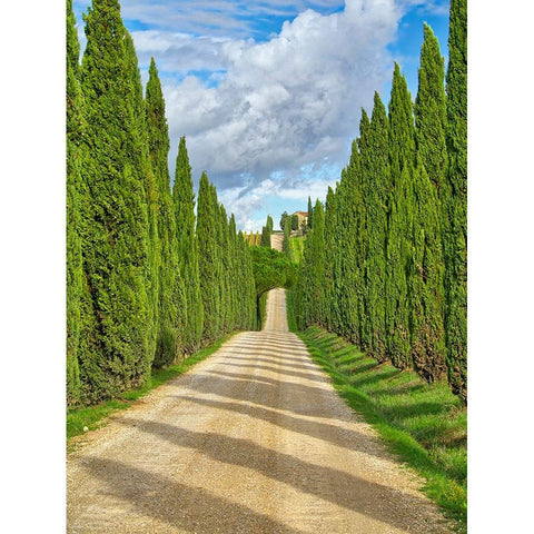 Italy-Tuscany Road lined with Italian cypress leading to a villa White Modern Wood Framed Art Print by Eggers, Julie