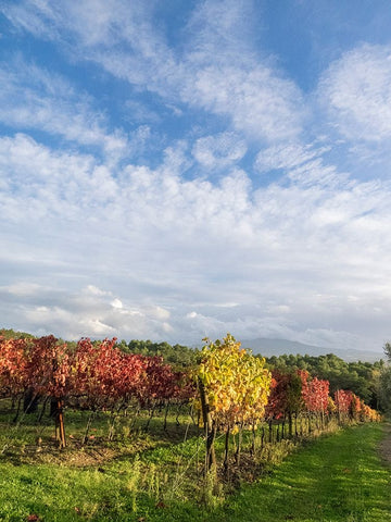Italy-Tuscany Colorful vineyards in autumn with blue skies and clouds White Modern Wood Framed Art Print with Double Matting by Eggers, Julie