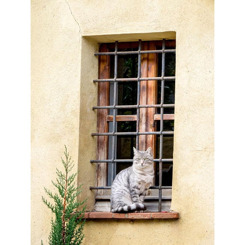 Italy-Tuscany-Pienza Cat sitting on a window ledge along the streets White Modern Wood Framed Art Print by Eggers, Julie