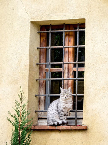 Italy-Tuscany-Pienza Cat sitting on a window ledge along the streets Black Ornate Wood Framed Art Print with Double Matting by Eggers, Julie