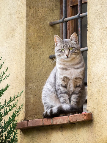 Italy-Tuscany-Pienza Cat sitting on a window ledge along the streets Black Ornate Wood Framed Art Print with Double Matting by Eggers, Julie