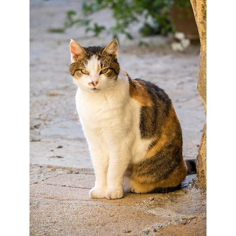 Italy-Tuscany-Monticchiello Tabby cat Black Modern Wood Framed Art Print by Eggers, Julie