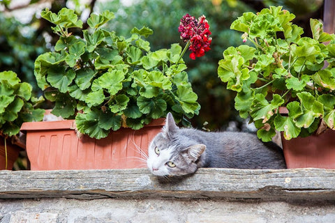 Italy- Umbria- Assisi. Gray and white cat resting in between flower pots with geraniums. Black Ornate Wood Framed Art Print with Double Matting by Eggers, Julie
