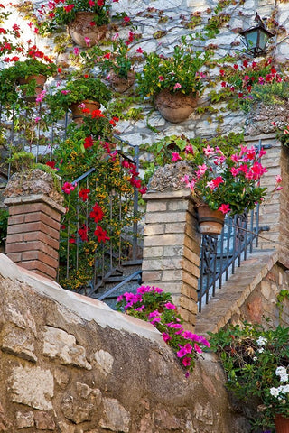 Italy- Umbria- Assisi. Entrance to a home with flowering pots on stone wall. Black Modern Wood Framed Art Print by Eggers, Julie