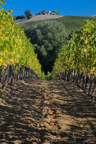 Italy- Umbria. Home surrounded by vineyards. Black Ornate Wood Framed Art Print with Double Matting by Eggers, Julie