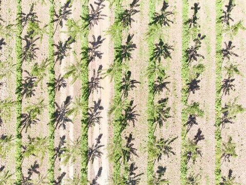 Italy-Mantua-poplar tree plantation-poplar trees are used to produce pulp for paper making Black Ornate Wood Framed Art Print with Double Matting by Molinari, Michele