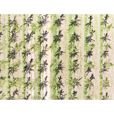 Italy-Mantua-poplar tree plantation-poplar trees are used to produce pulp for paper making Black Modern Wood Framed Art Print by Molinari, Michele