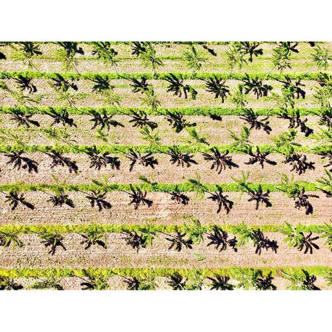 Italy-Mantua-poplar tree plantation-poplar trees are used to produce pulp for paper making Gold Ornate Wood Framed Art Print with Double Matting by Molinari, Michele