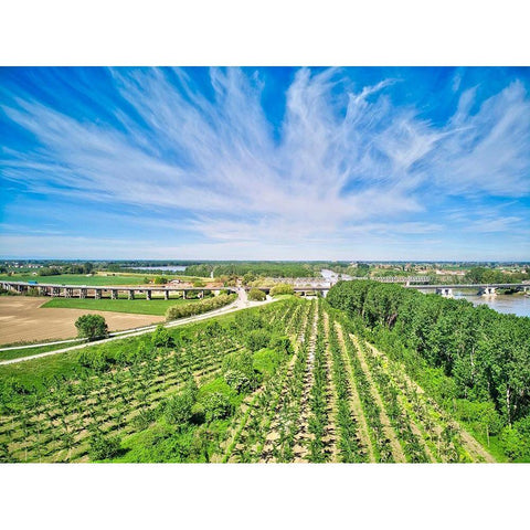 Italy-Mantua-poplar tree plantation-poplar trees are used to produce pulp for paper making Black Modern Wood Framed Art Print with Double Matting by Molinari, Michele
